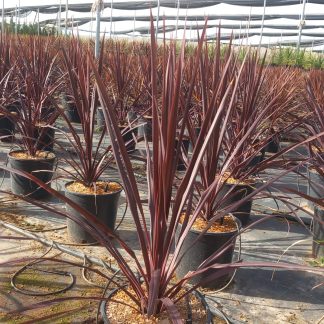 CORDYLINE BURGUNDY SPIRE