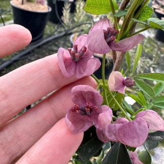 AKEBIA QUINATA (CHOCOLATE)