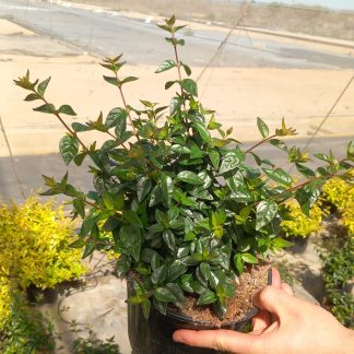 ABELIA EDWARD GOUCHER