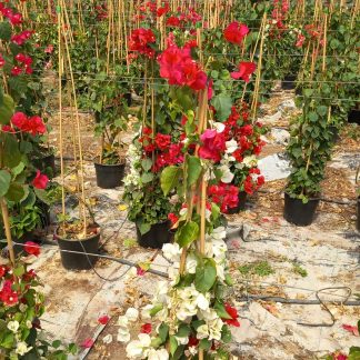 BOUGAINVILLEA BICOLOR PIRAMIDAL