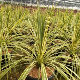 CORDYLINE LIME PASSION