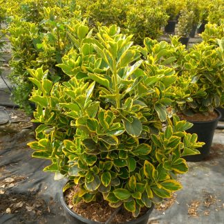 EUONYMUS JAP. MARIEKE