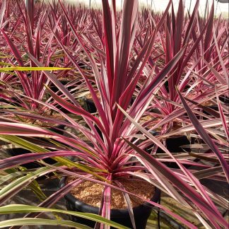 CORDYLINE DANCE "PASO DOBLE"