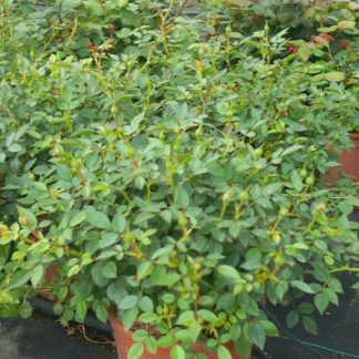 ROSAL MINI BLUSH PIXIE