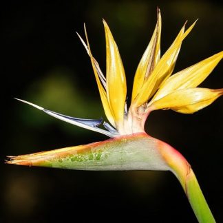 STRELITZIA MANDELA'S GOLD