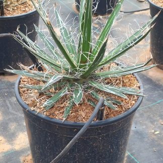 AGAVE S. WHITE STRIPE