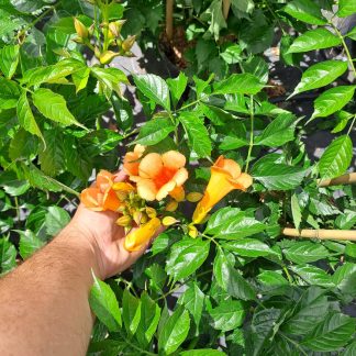 BIGNONIA CAMPSIS T. INDIAN SUMMER PIRAMIDAL