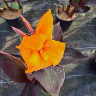 CANNA NARANJA
