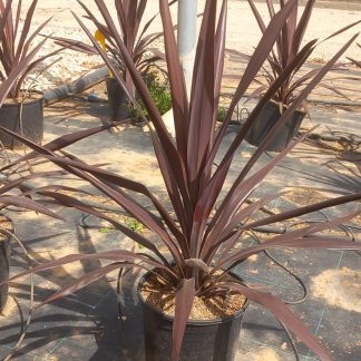 CORDYLINE OBTECTA SUPER STAR
