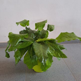 CALATHEA MUS. NETWORK