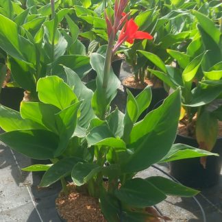 CANNA ROJA