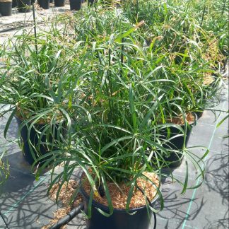 CYPERUS ALTERNIFOLIA