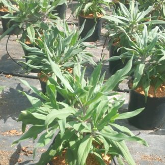 ECHIUM FASTUOSUM