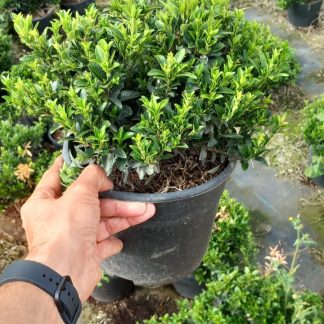 EUONYMUS MYCROPHILLA VERDE