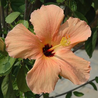 HIBISCUS ROSA SINENSIS SALMON