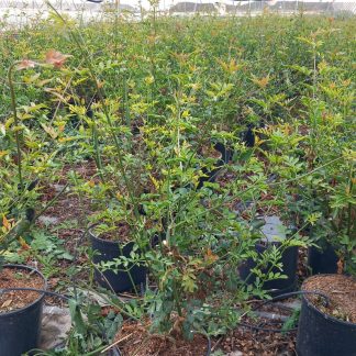 JASMINUM OFFICINALE GRANDIFLORA