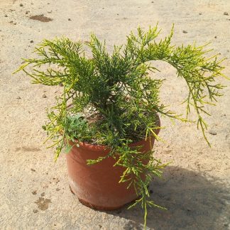 JUNIPERUS H. MEDIA OLD GOLD