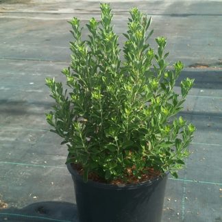 LEUCOPHYLLUM F.GREEN CLOUD