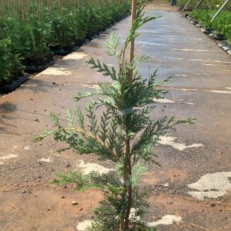 CUPRESSOCYPARIS LEYLANDII