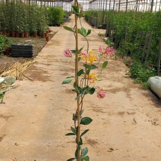 LONICERA PERICLYMENUM SEROTINA BICOLOR