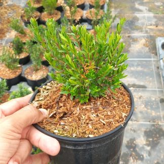 MYRTUS TARENTINA