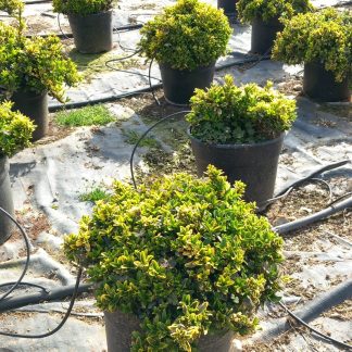 EUONYMUS MYCROPHILLA AUREA