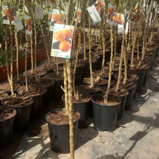 ERYOBOTRIA JAPONICA (NISPERO)