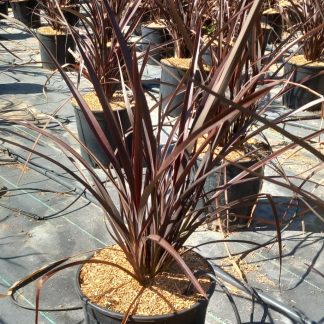PHORMIUM AMAZING RED
