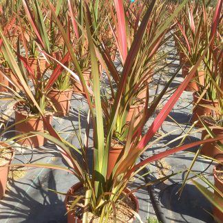 PHORMIUM AUSTRAL JESTER