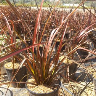 PHORMIUM PINK PANTHER