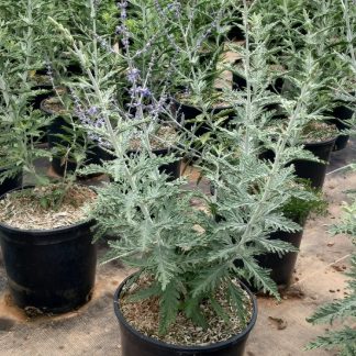 PEROVSKIA ATRIPLICIFOLIA BLUE SPIRE