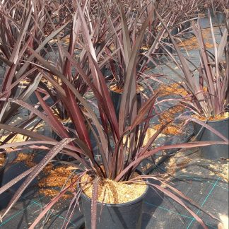 PHORMIUM BLACK ADDER