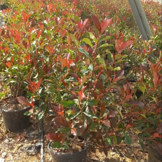 PHOTINIA FRASERI (DYNAMO RED)