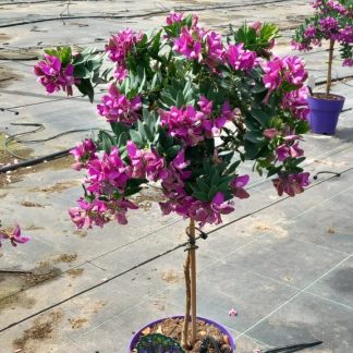 POLYGALA MYRTIFOLIA COPA