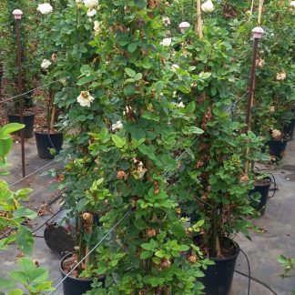 ROSAL TREPADOR BLANCO