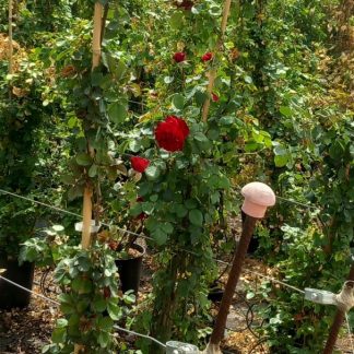 ROSAL TREPADOR ROJO