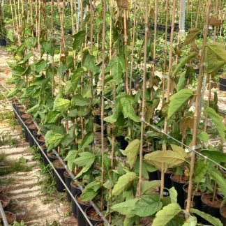 PASSIFLORA VITIFOLIA