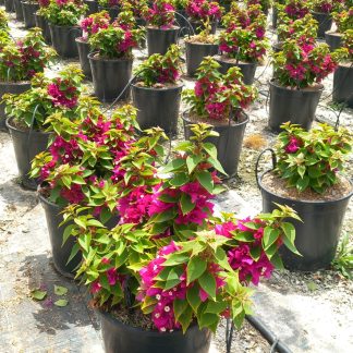 BOUGAINVILLEA MINI THAI
