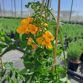BIGNONIA CAMPSIS T. GOLDEN TRUMPET