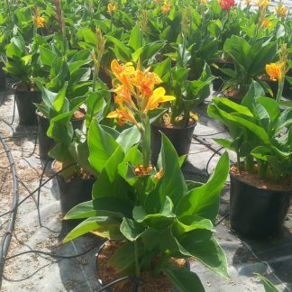 CANNA AMARILLA