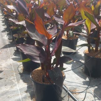 CANNA ROJA