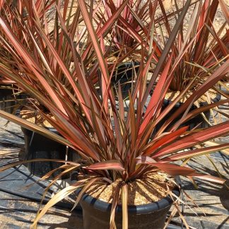 PHORMIUM RAINBOW SUNRISE