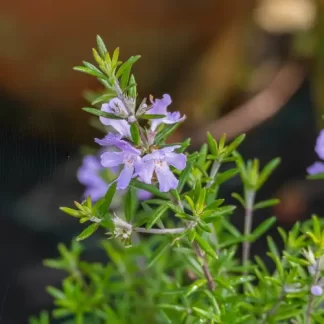 WESTRINGIA WYNYABBIE GEN AZUL
