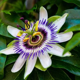 PASSIFLORA CAERULAEA