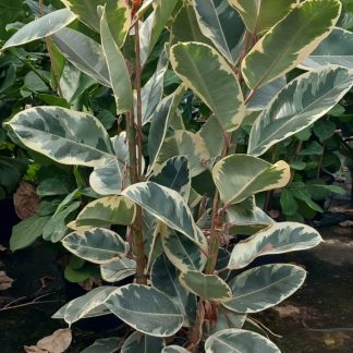 FICUS TINEKE