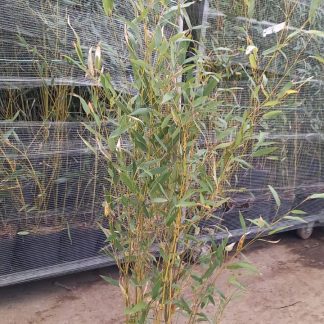 PHYLLOSTACHYS AUREA (BAMBÚ AUREA)