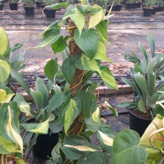 PHILODENDRON BRASIL