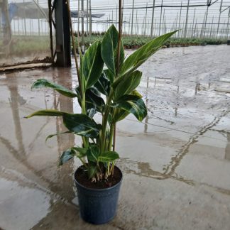 ALPHINIA ZERUMBET VGTA