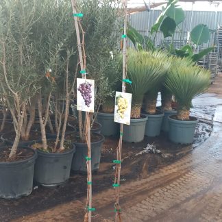 VITIS VINIFERA (PARRA) ALTA